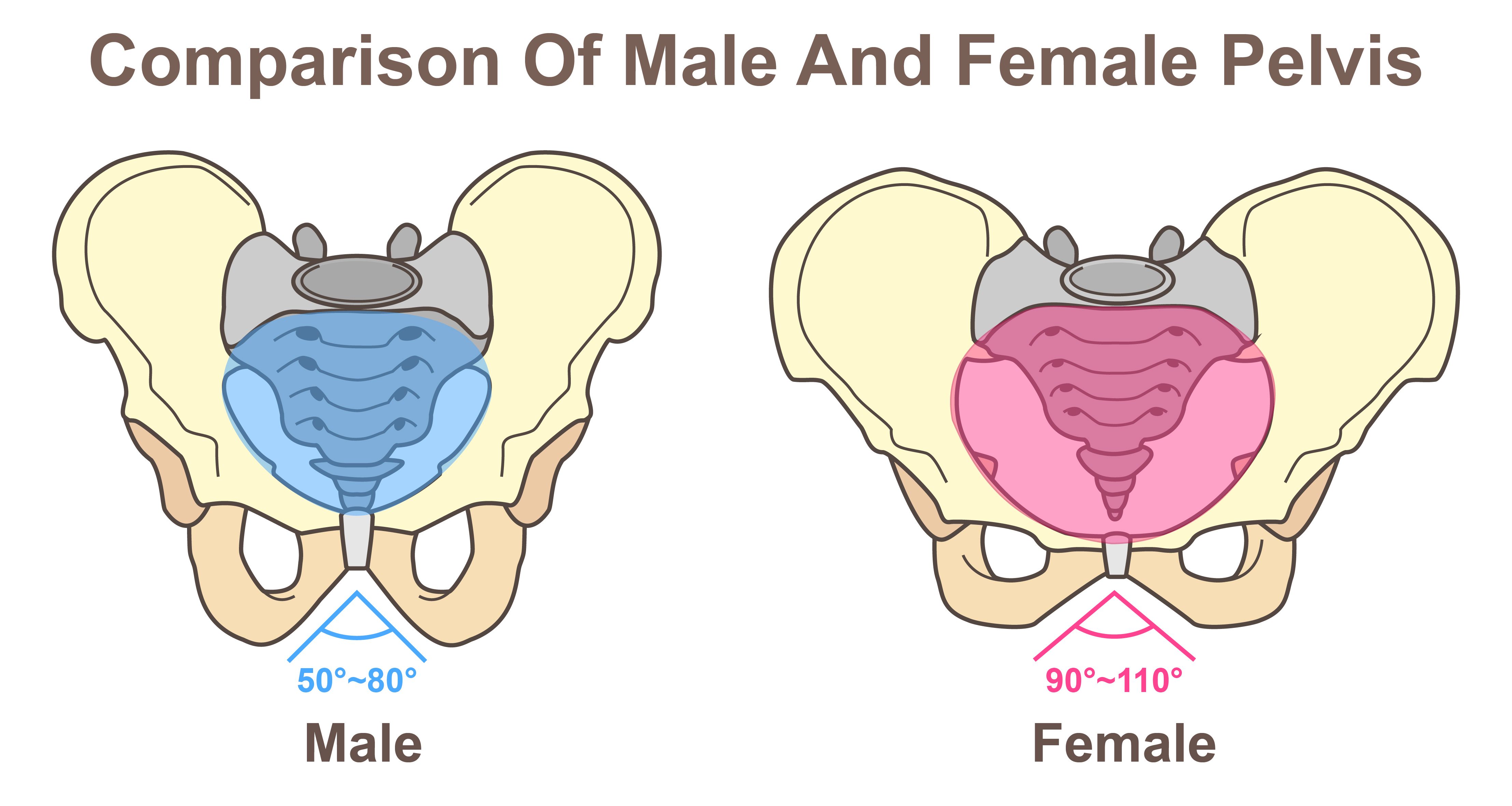 male-female-pelvis